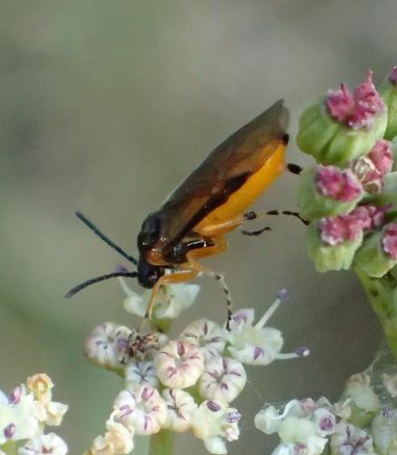 Réf. 266 388 : Athalia cordata